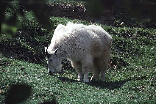 Goat Grazing