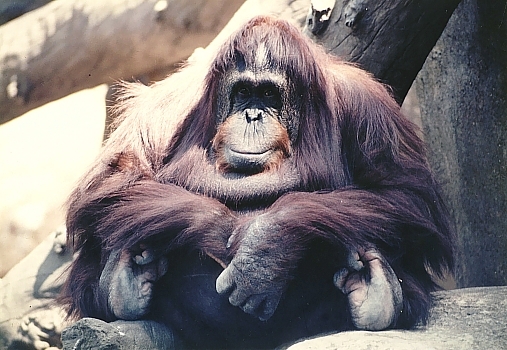 Orangutan