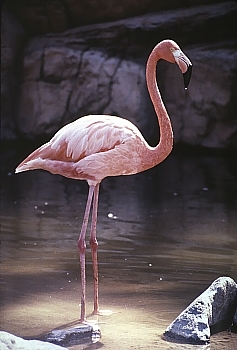 Pink Flamingo