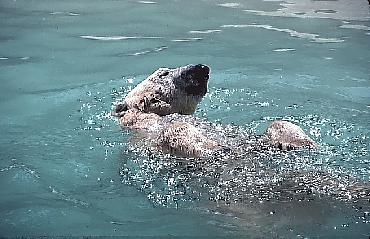 Polar Bear Swim