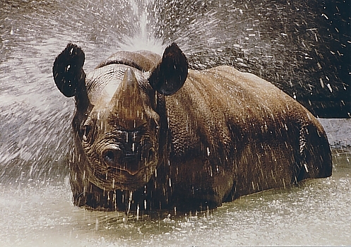 Rhino Splash